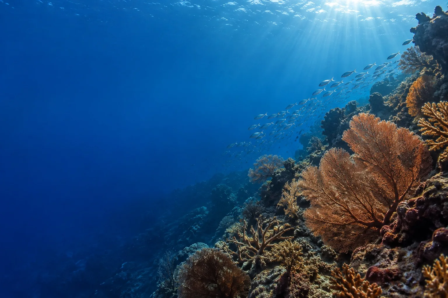 Sunlight falls through deep blue water onto an illustrated tropical reef.