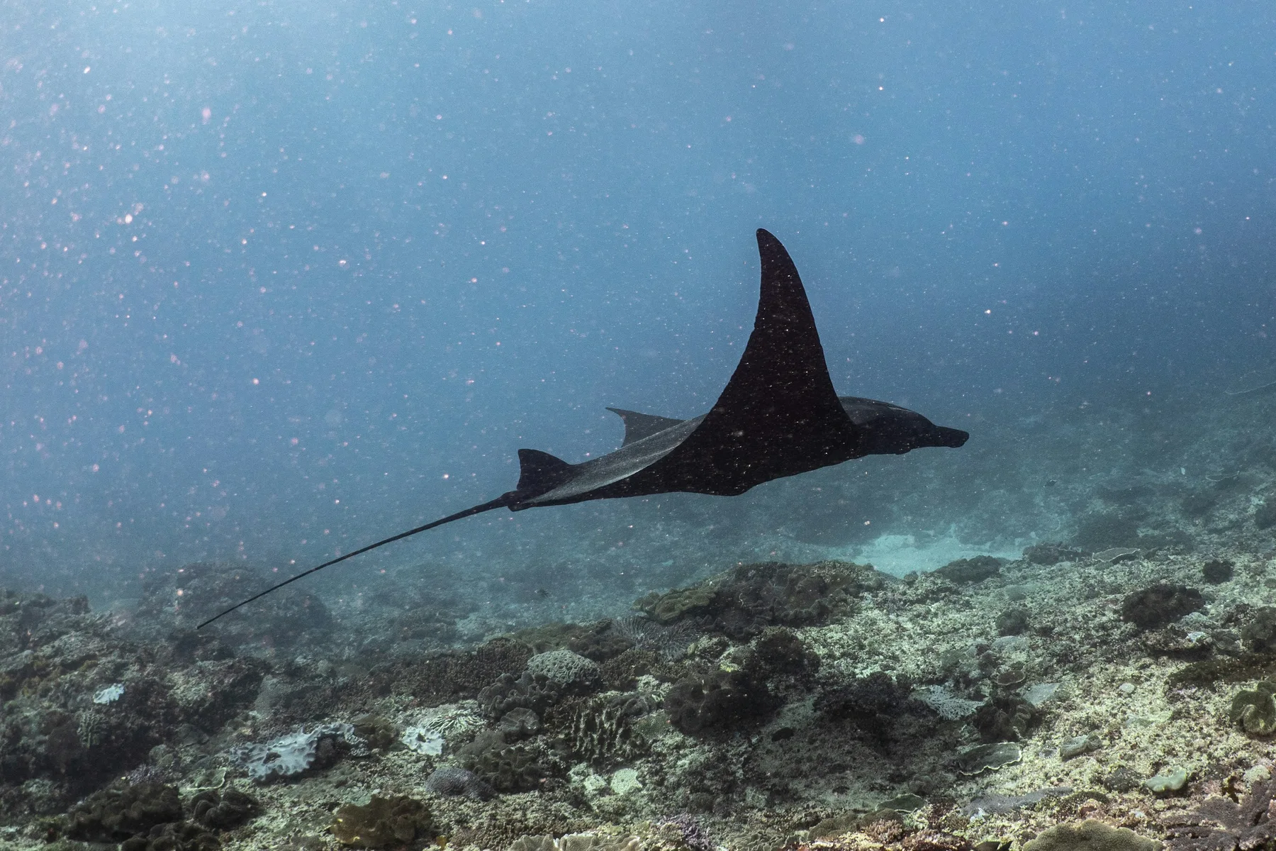 A manta ray swimming above a reef in Bali.